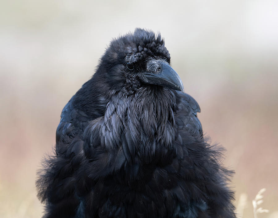 Floofy Raven Photograph by Mary Hone
