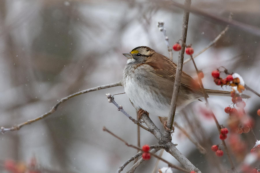 Floofy Sparrow Photograph by Linda Bonaccorsi
