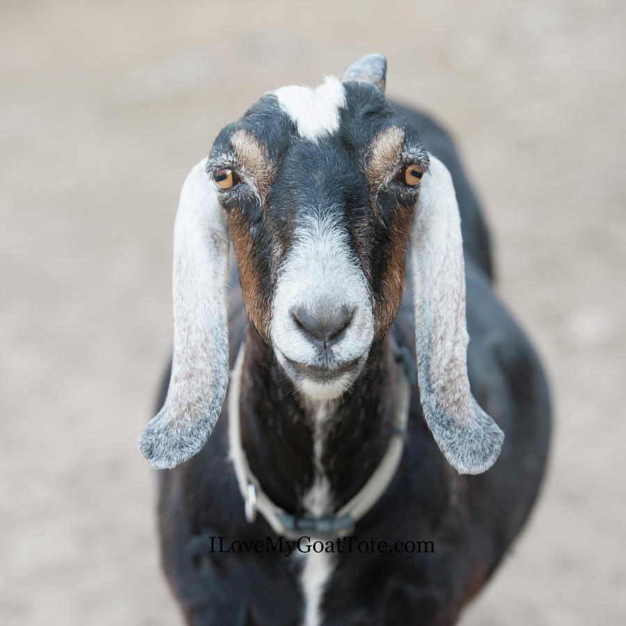 Floppy Ear Goat Photograph by Christy Garavetto
