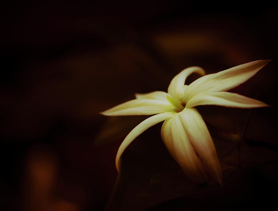 Flor de trepadeira Photograph by Rumi Yada - Fine Art America