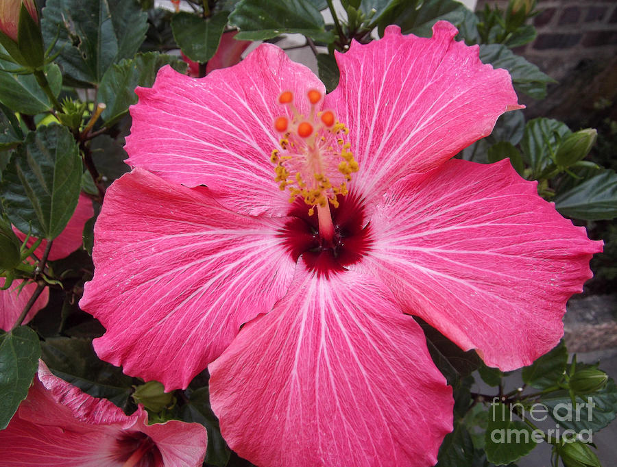 Flower Photograph - Flor Tropical - Hibiscus by Miriam Danar