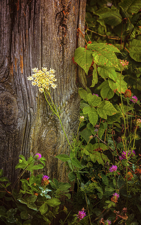 Flora and Wood Photograph by Steve Kelley