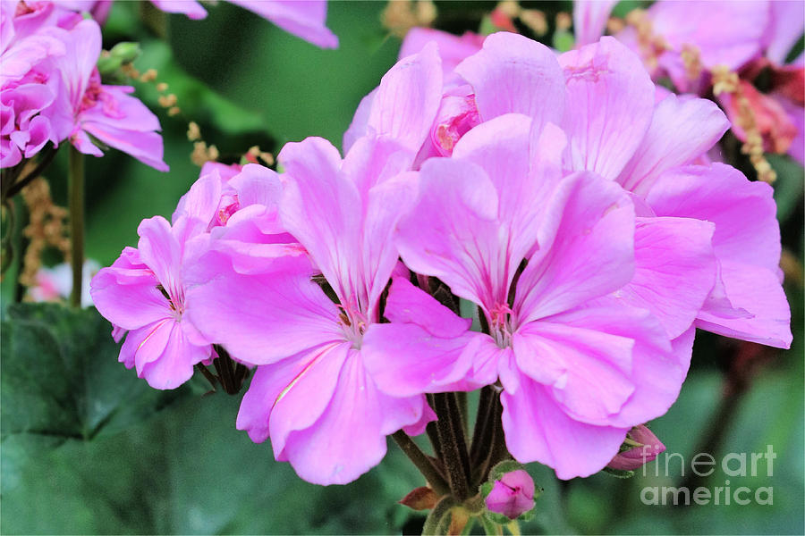 Flora In Pink And Purple Photograph