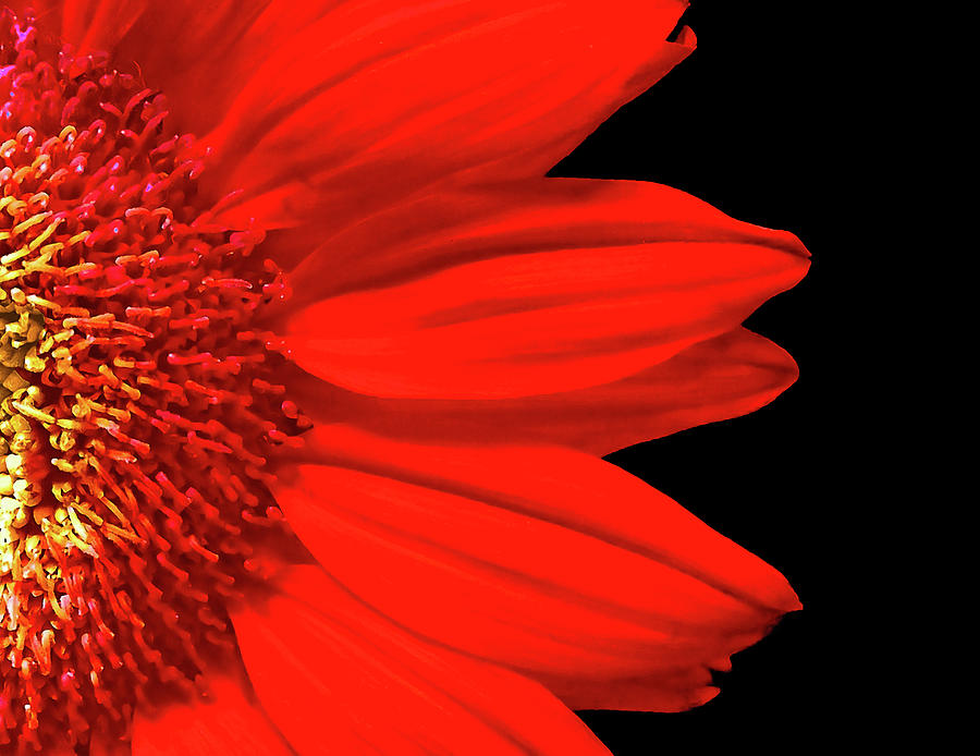 Sunflower Photograph - Florabundance by Susan Maxwell Schmidt