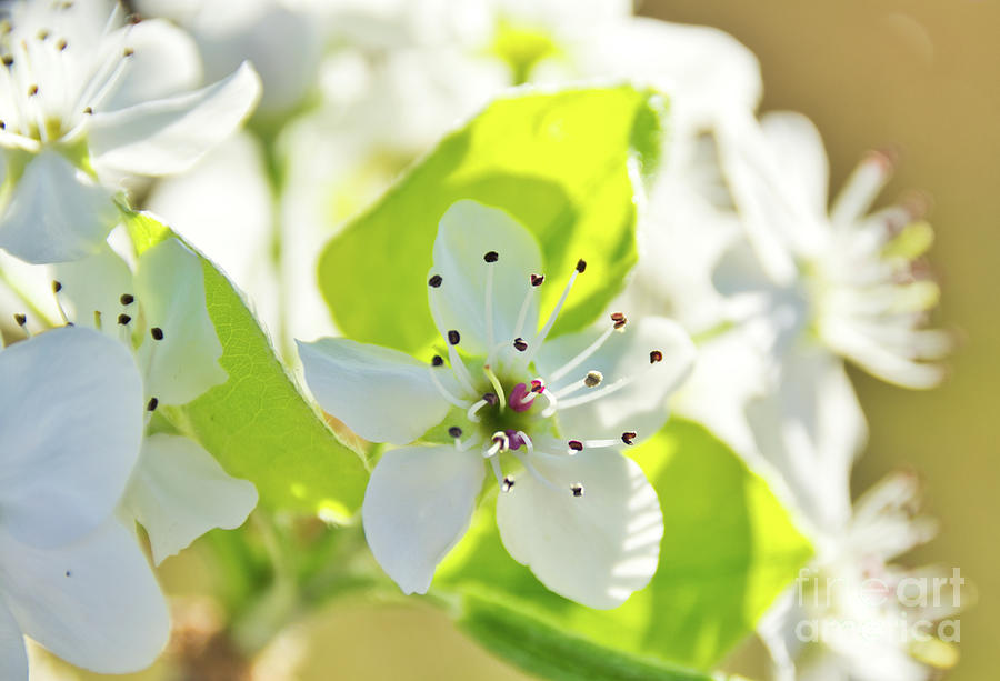 Floral 31 #flower Photograph by Andrea Anderegg