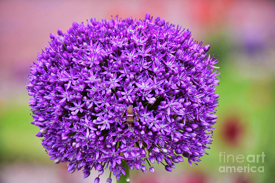 Floral 33 #flower #bold #colorful Photograph by Andrea Anderegg