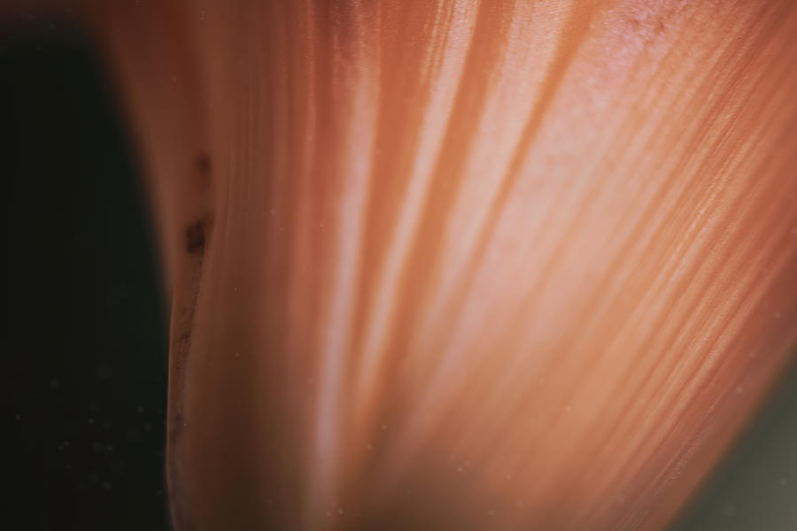 Floral Abstract Photograph