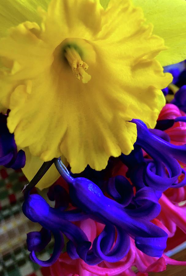 Floral Beauty Daffodil And Hyacinth Photograph