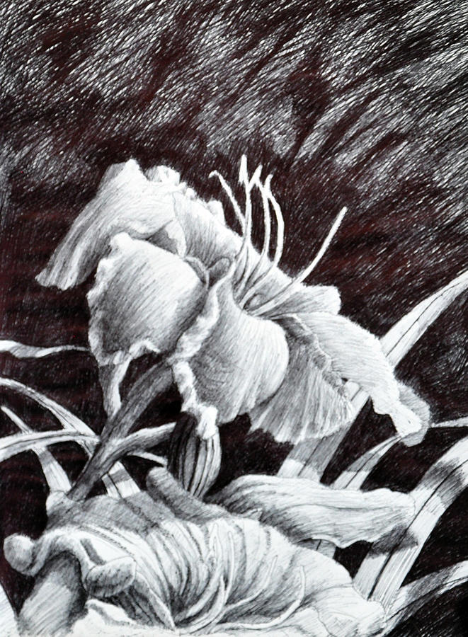 Lily Drawing - Floral Beauty by Rick Hansen