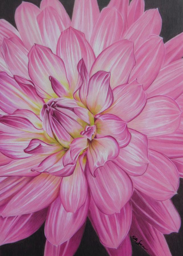 Floral Burst Drawing by Kelly Speros