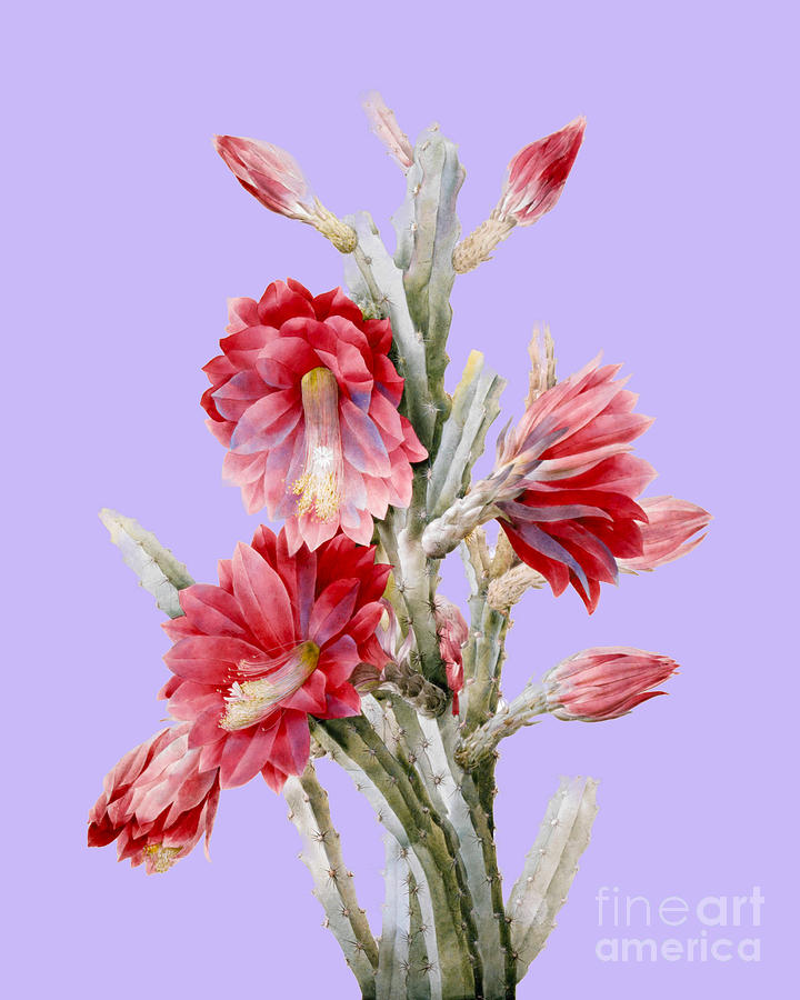 Flower Digital Art - Floral cactus by Madame Memento