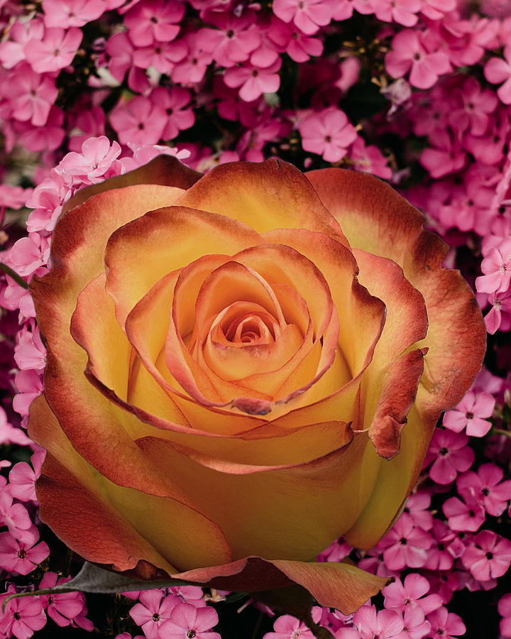 Floral-D Digital Art by Hank Gray