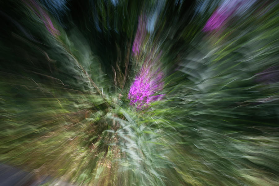 Floral Explosion Photograph by HW Kateley