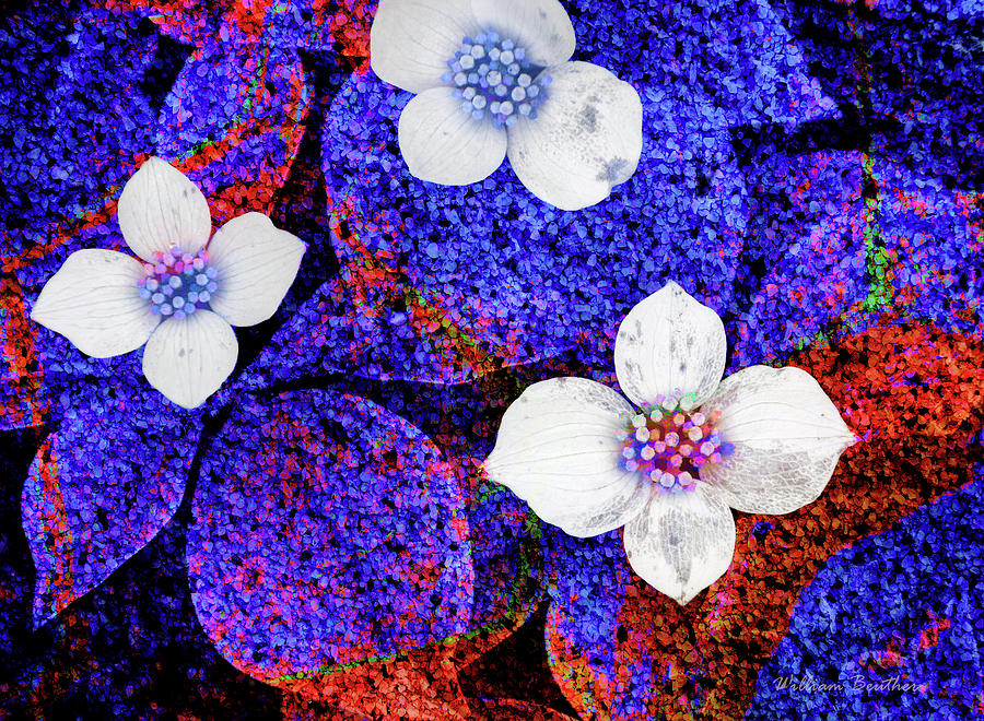 Floral Fantasy 10 Photograph by William Beuther