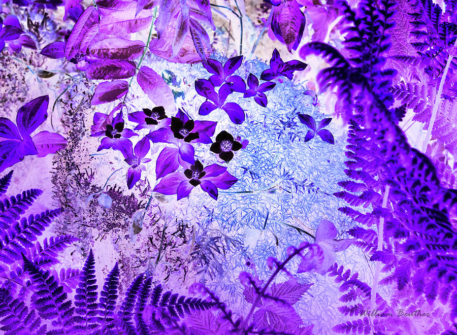 Abstract Photograph - Floral Fantasy 8 by William Beuther