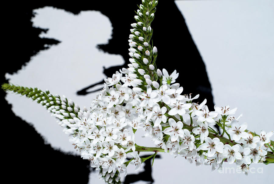 Floral Fantazy # 1. Photograph by Alexander Vinogradov