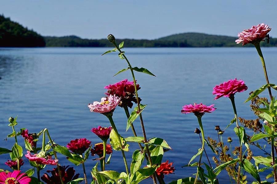 Floral Finger Lake Photograph by Kathy Chism