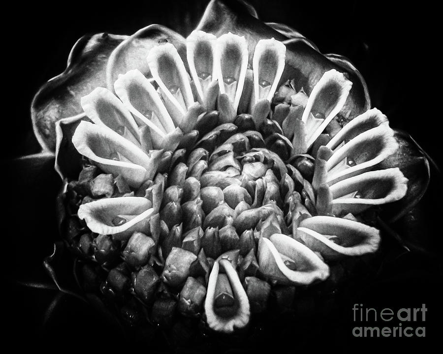 Floral firework in black and white Photograph by Lyl Dil Creations