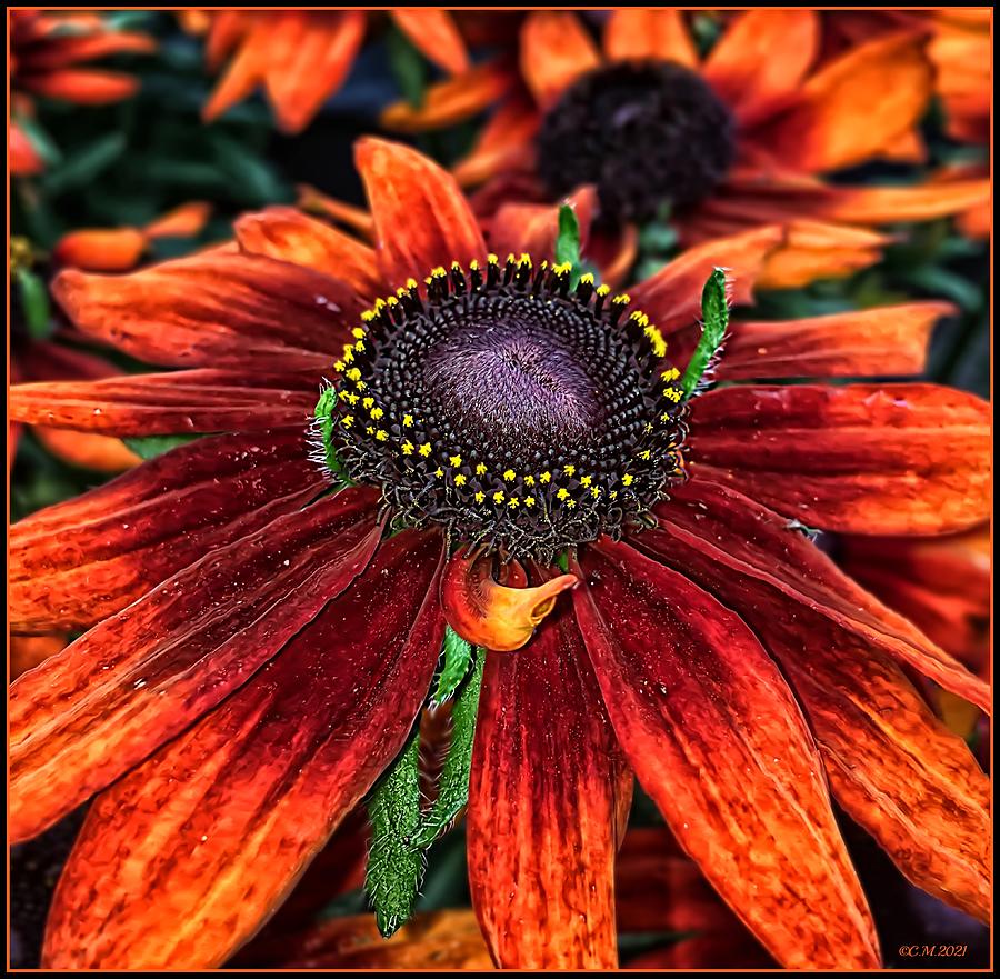 Floral Flame Photograph by Catherine Melvin