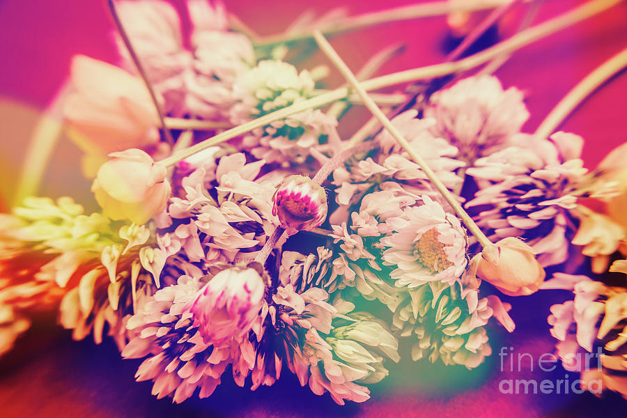 Floral flare Photograph by Jorgo Photography