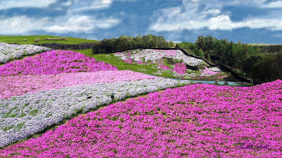 Floral Hills Mixed Media