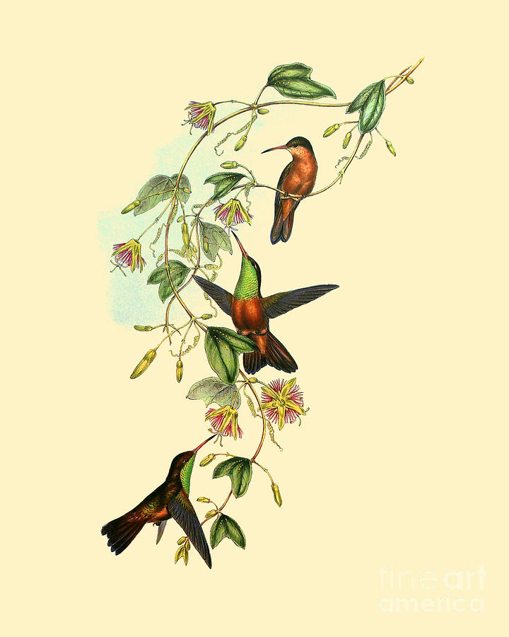 Hummingbird Digital Art - Floral hummingbirds by Madame Memento