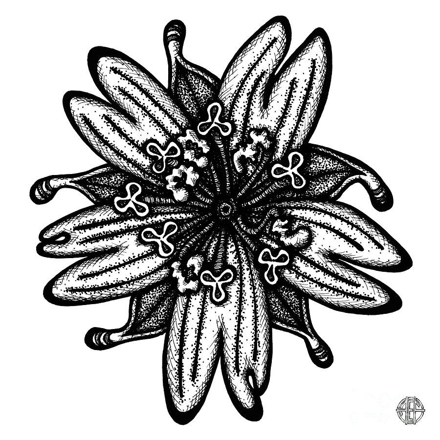 Floral Icon 81 Drawing by Amy E Fraser