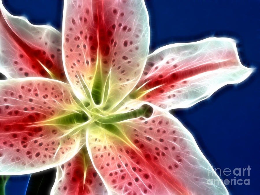 Lily Photograph - Floral Lily by Lutz Baar