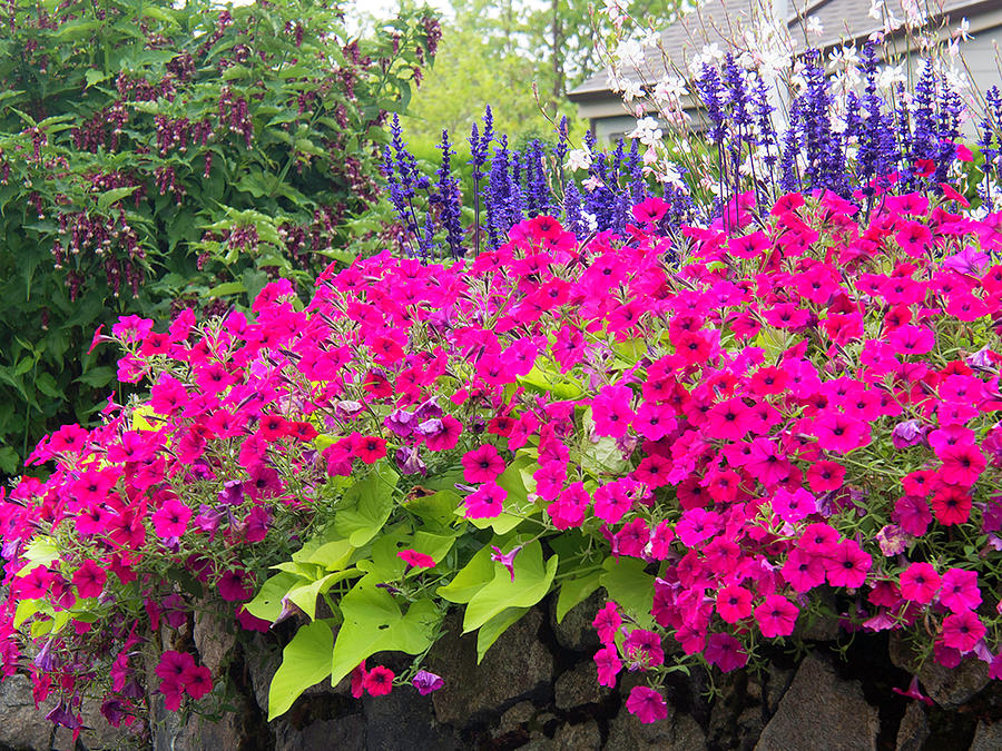 Floral Medley Closeup Photograph by Karen Zuk Rosenblatt