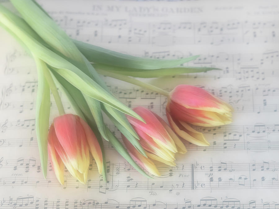 Floral Melodies  Photograph by Sylvia Goldkranz