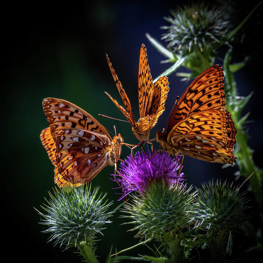 Floral Menage a Trois Photograph by Tim Lyden - Fine Art America