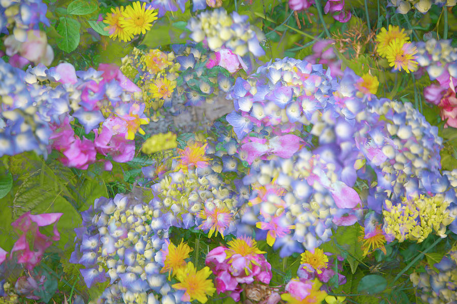 Floral Mix Digital Art by Phil Dyer