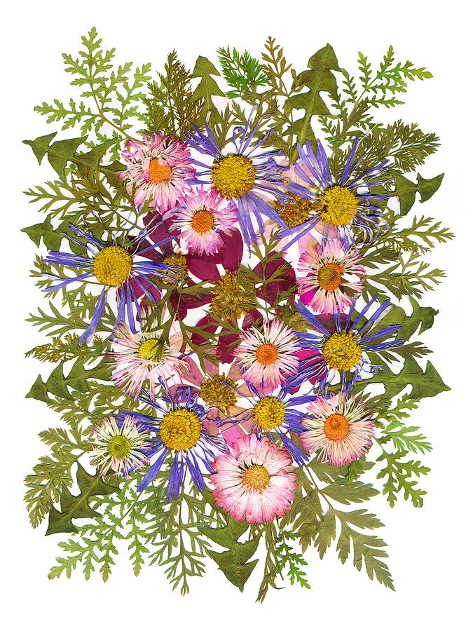 Dried Daisies Poster - Dried flowers 