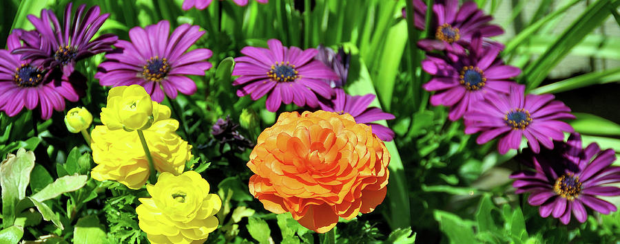 Daisy Photograph - Floral Rainbow by Jamart Photography