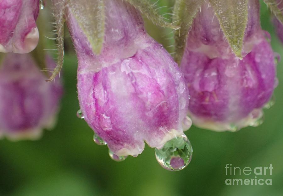 Floral Raindrop Bells Photograph by Christina Verdgeline