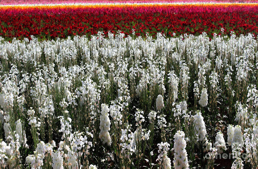 Floral Rows Photograph