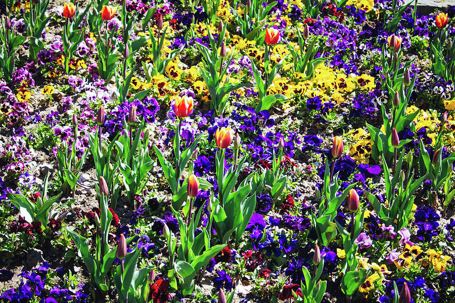 Floral Scenery. Nature Is The Best Artist Photograph By Cosmin Albu 