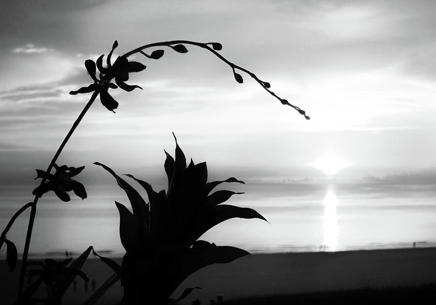 Floral Silhouette at Sunset.... Photograph by David Choate