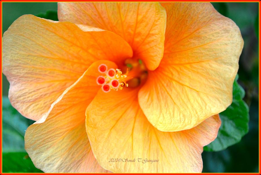 Floral swirls Photograph by Sonali Gangane