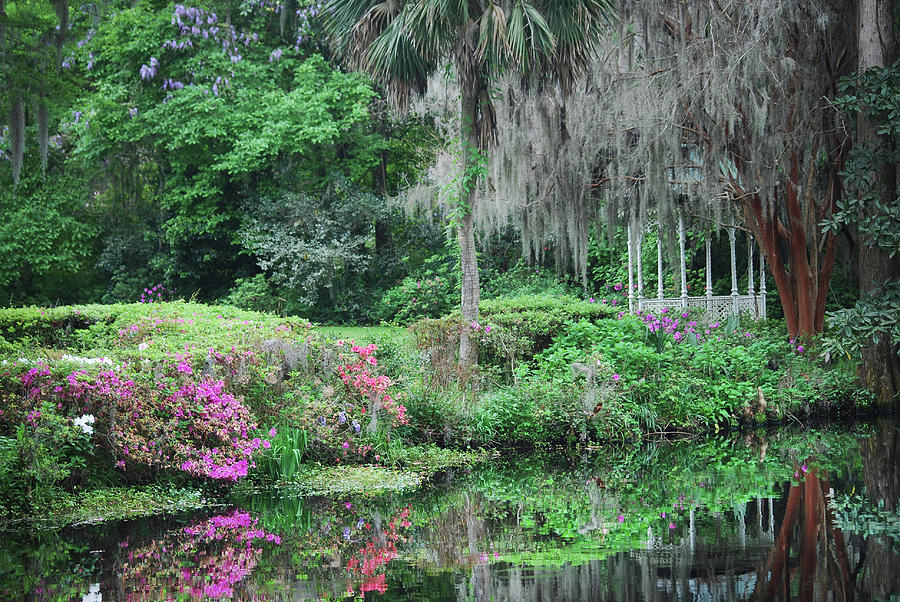 Floral waterfront at Magnolia Plantation and Gardens in Charleston, SC ...