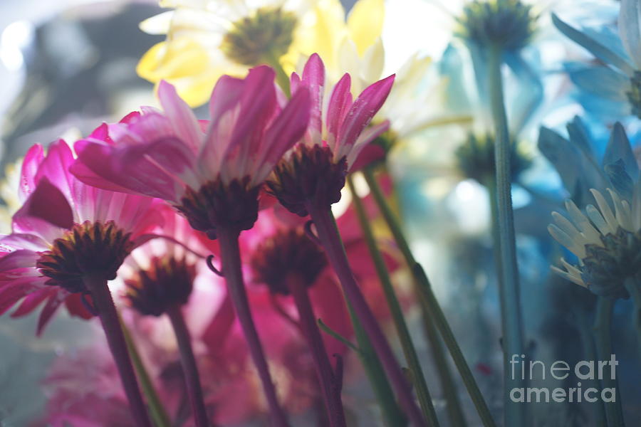 Floral Wonderland Beauty Photograph by Dee Jobes Photography