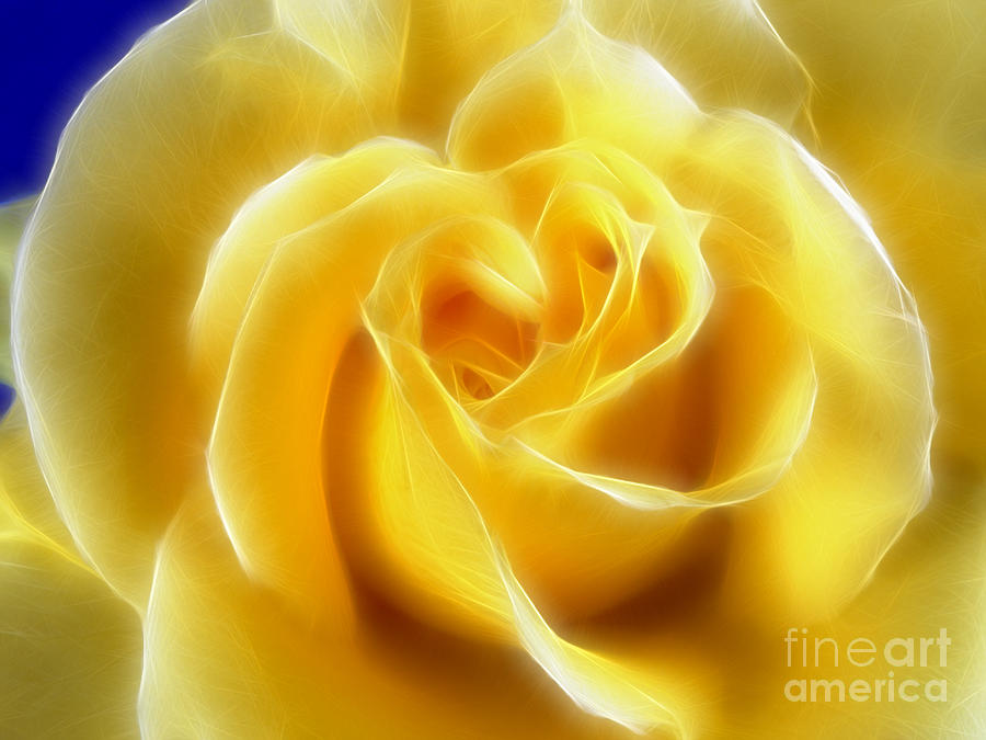 Rose Photograph - Floral Yellow Rose by Lutz Baar