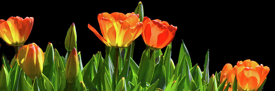 Florescent Tulips Panorama 001 Photograph by George Bostian