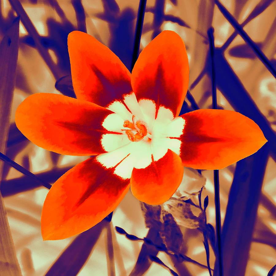 Floret Red Mixed Media by Designs By Nimros - Pixels