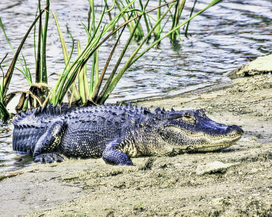 Florida Alligator Sunning Photograph by William Havle