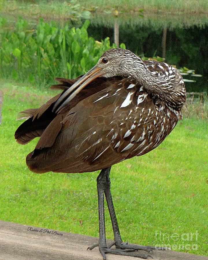 Florida and Georgia Is Home To The Limpkin A Large Wading Bird  Photograph by Philip And Robbie Bracco