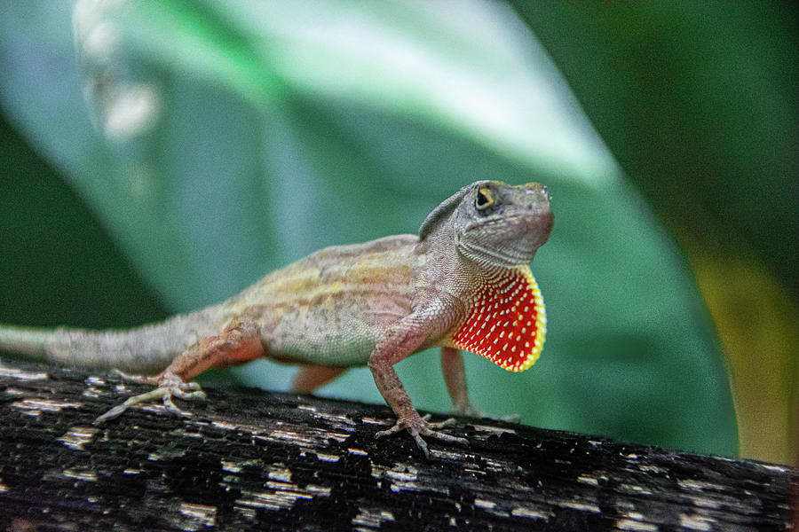 Florida Anole Lizard Photograph by Pamela Williams