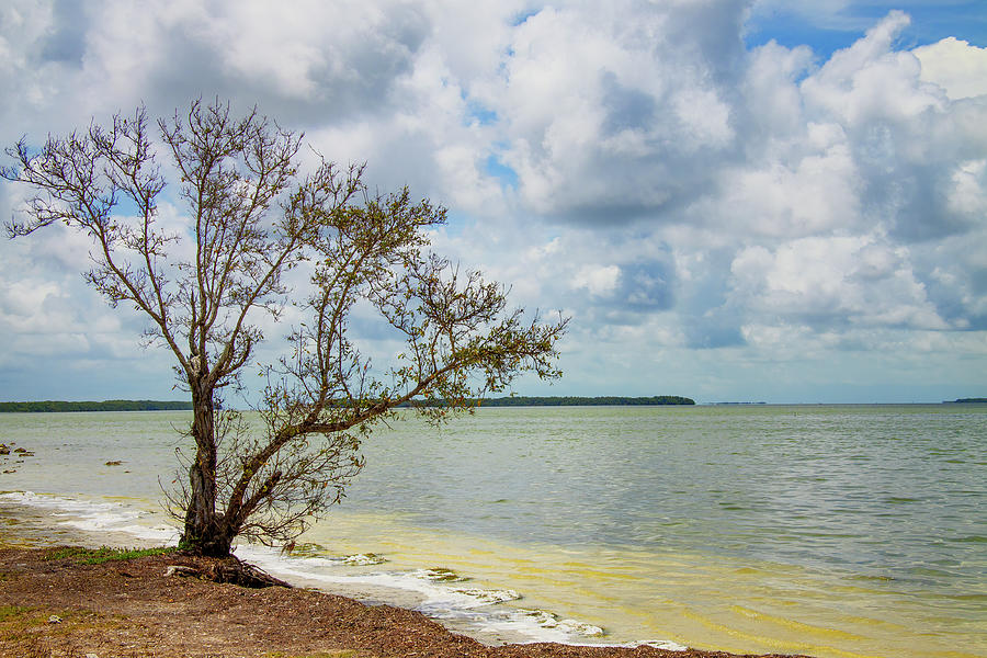Nature Photograph - Florida Bay 6961 by Rudy Umans