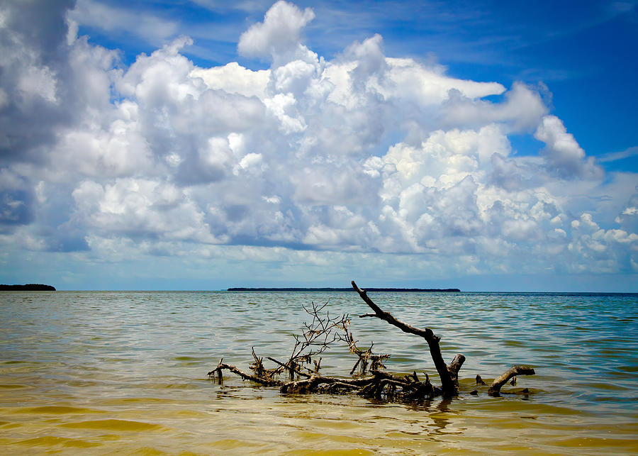 Nature Photograph - Florida Bay 6965 by Rudy Umans