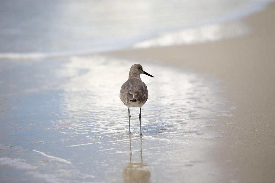Florida beach bird Photograph by D E N N I S  A X E R  Photography